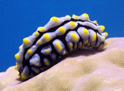 Not to sure what this little critter is, maybe a Limpet? ... by Joshua Miles 